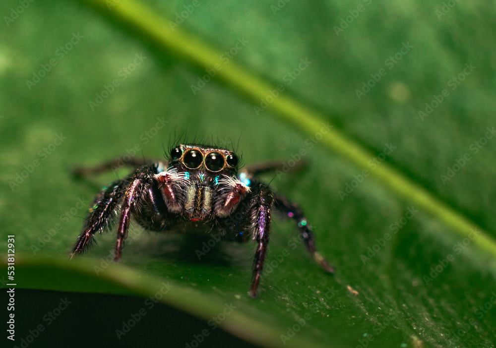jumping spider on a leaf jumping spider on a leaf