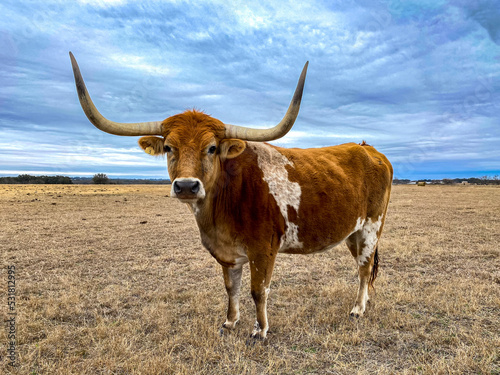 Texas Longhorn cow