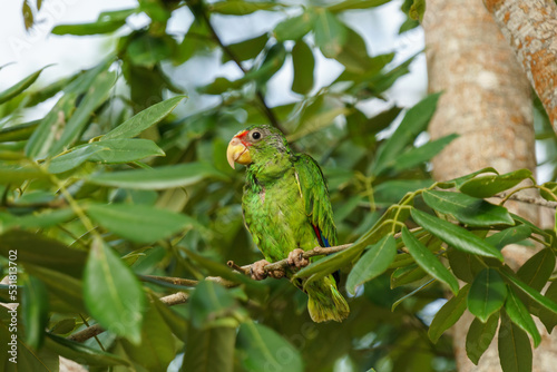 Juvenile yellow-lored parrot perched on a branch between thick green leaves in Bacalar, Mexico