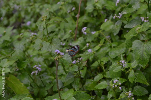 waterfall in rainforest