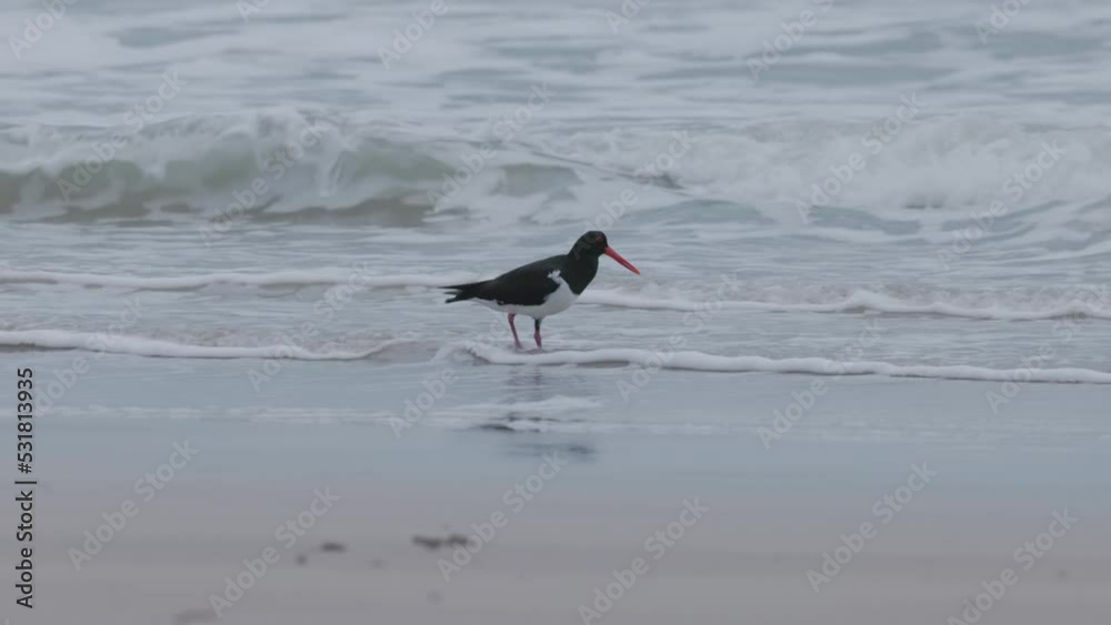 a tracking clip of a pied oystercatcher on the beach at etty bay of queensland , australia a tracking clip of a pied oystercatcher on the beach at etty bay of queensland , australia