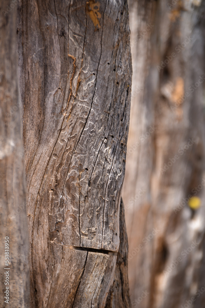 close-up of dry tree trunks fence, decorative panel, wallpaper close-up of dry tree trunks fence, decorative panel, wallpaper
