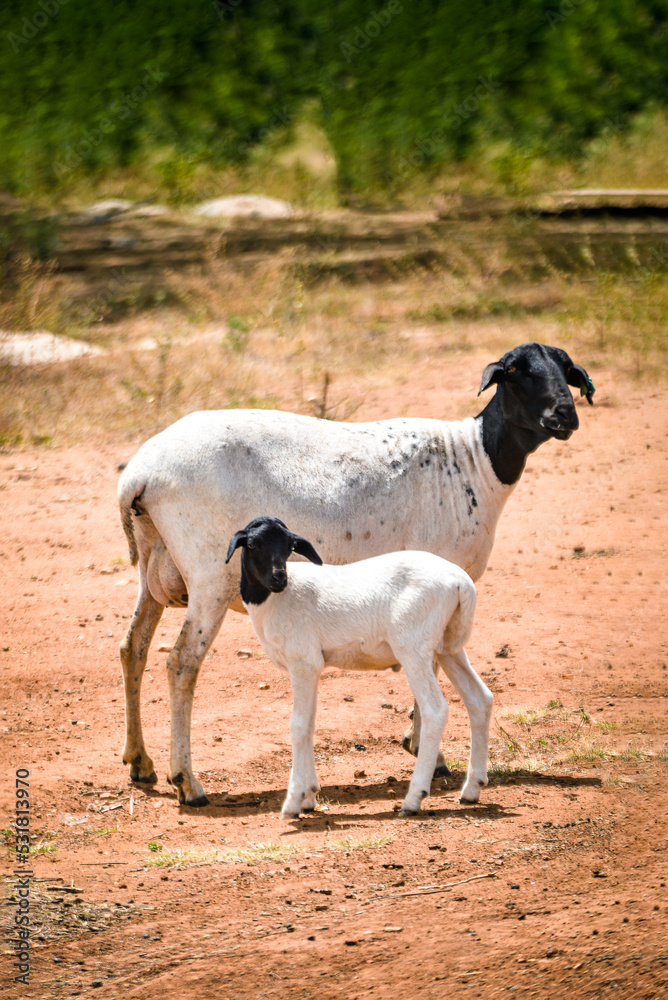 black and white goat with soinga puppy, sheep in the pasture, zoology, mother and son, agricultural exhibition, rams, race, animal fair, black and white goat black and white goat with soinga puppy, sheep in the pasture, zoology, mother and son, agricultural exhibition, rams, race, animal fair, black and white goat