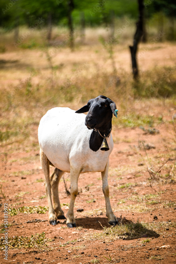black and white goat of the soinga breed, sheep in the pasture, zoology, rams, agricultural exhibition, animal fair, black and white goat black and white goat of the soinga breed, sheep in the pasture, zoology, rams, agricultural exhibition, animal fair, black and white goat