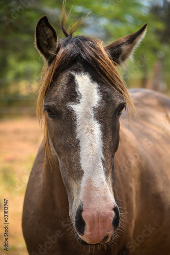 close up of a horse © liligluck