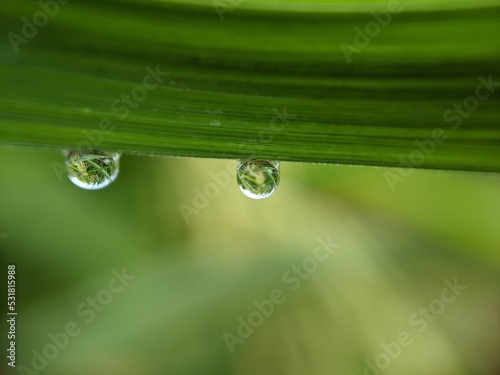 water drops on the grass