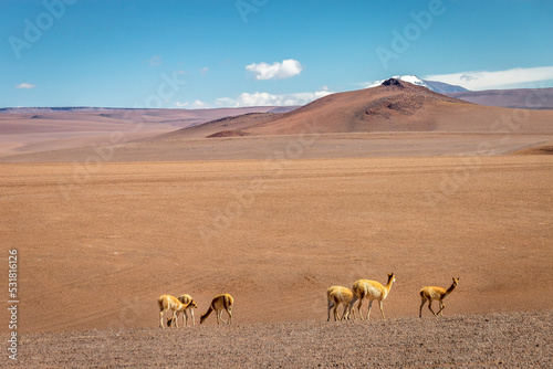 Group of guanaco Vicuna in the wild of Atacama Desert  Andes altiplano  Chile