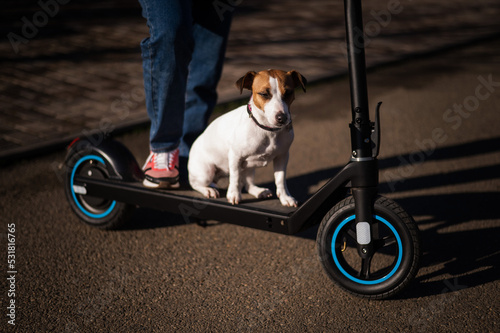A woman rides an electric scooter in a cottage village with a dog Jack Russell Terrier.  © Михаил Решетников