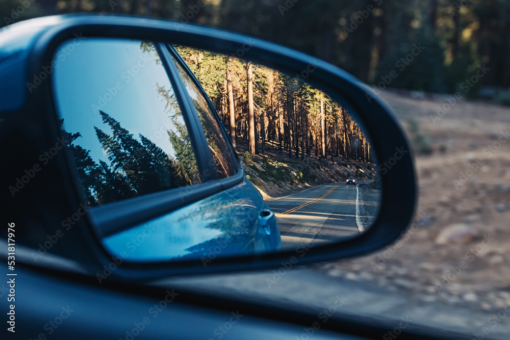 Green pine trees reflecting side mirror rear view,