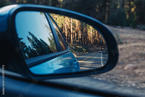 Green pine trees reflecting side mirror rear view,