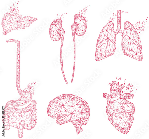 Set of polygonal human organs made of red lines and dots. Medical research of human body, innovative approach concept. Anatomy, diagnostics of body systems. Brain, kidney, liver, lung, stomach, heart