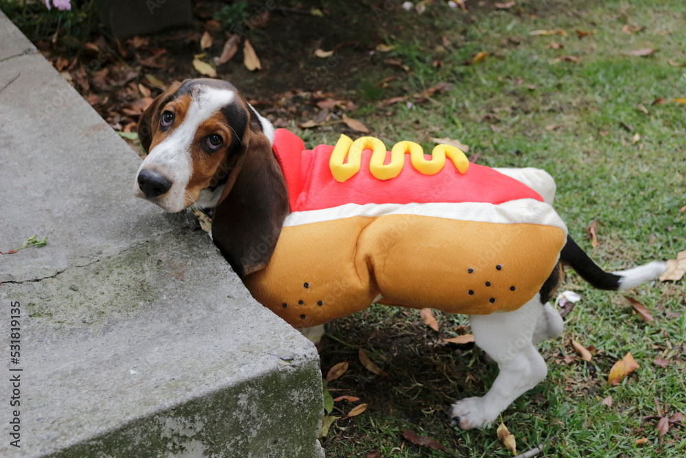 basset hound on hot dog costume Stock Foto Adobe Stock