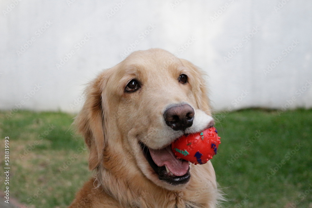 golden retriever dog with ball