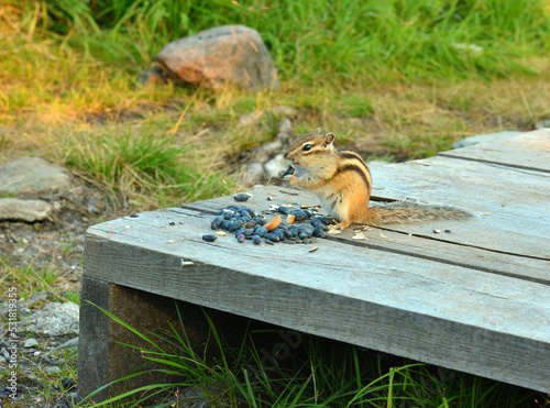 A young chipmunk on a wooden deck eating freshly picked honeysuckle berries.
