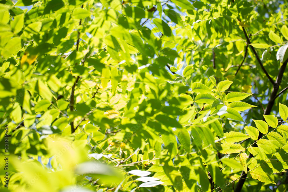 Obraz premium green leaves background