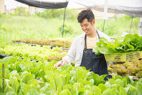 Photography Agriculture business concept, young farmer man holding basket of vegetables in hydroponic farm with smile