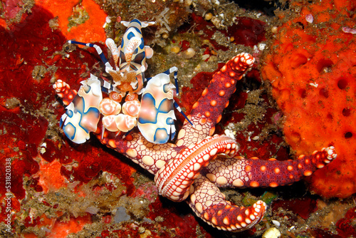 Harlequin Shrimp, Hymenocera picta, with sea star food, Fromia monilis photo