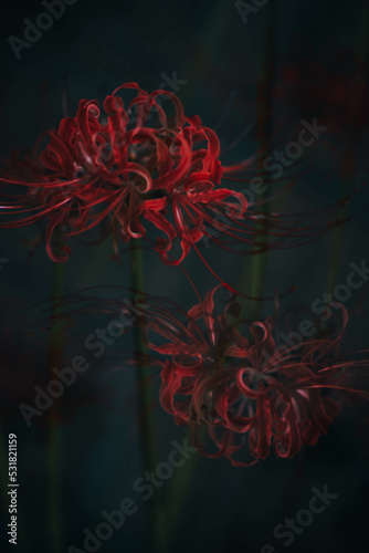 Lycoris radiata,
cluster‐amaryllis,red spider lily,in my garden.