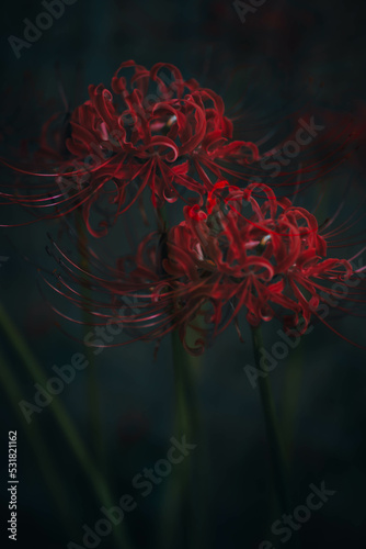 Lycoris radiata,
cluster‐amaryllis,red spider lily,in my garden.