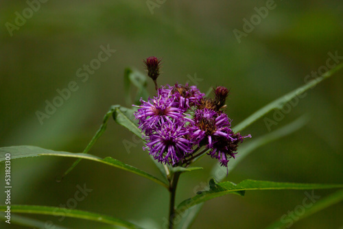 Ironweed Flower