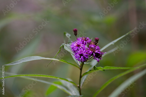 Ironweed Flower