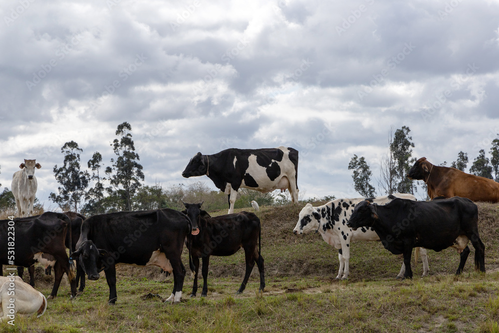 Nelore. Cows in a field, grazing. Green grass. Selective focus. Nelore. Cows in a field, grazing. Green grass. Selective focus.