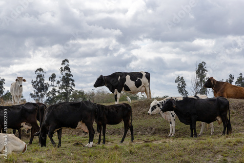 Nelore. Cows in a field, grazing. Green grass. Selective focus. © Lais