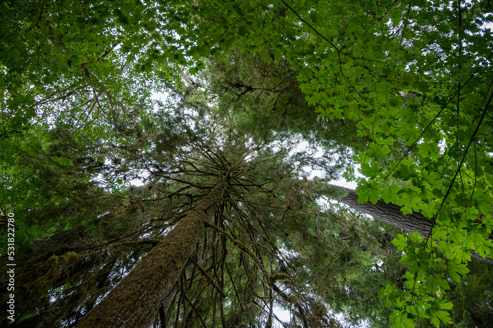 Naklejka premium Upward view of Hoh Rain Forest canopy in Olympic National Park, Washington.