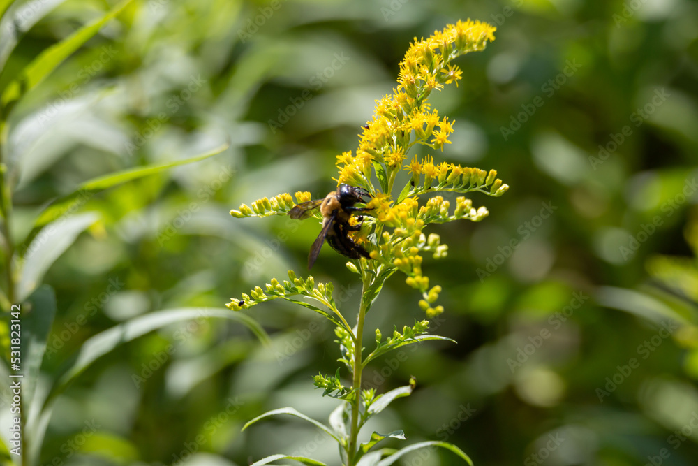 Bumblebee Bumblebee