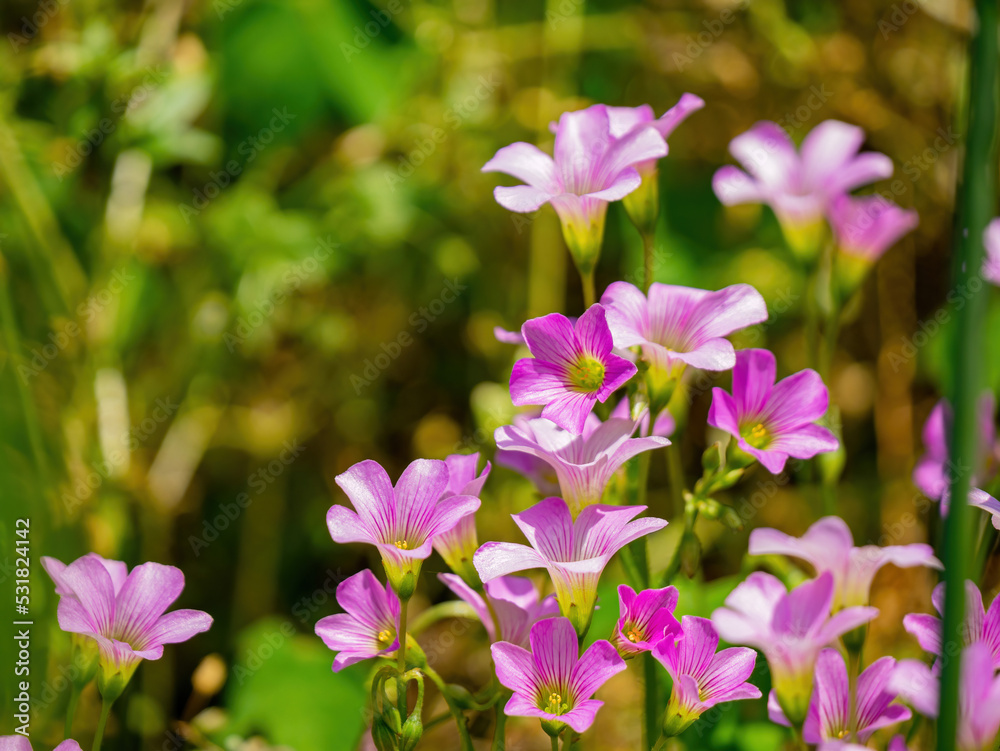 Close up shot of Oxalis articulata blossom Close up shot of Oxalis articulata blossom