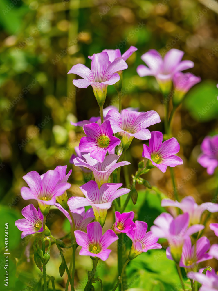 Close up shot of Oxalis articulata blossom Close up shot of Oxalis articulata blossom