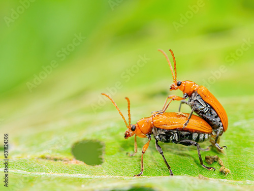 Close up shot of pumpkin beetles mating © Kit Leong