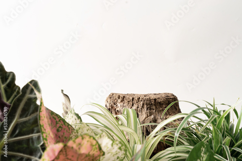 Fototapeta Naklejka Na Ścianę i Meble -  Wooden product display podium with nature leaves ornamental plant
