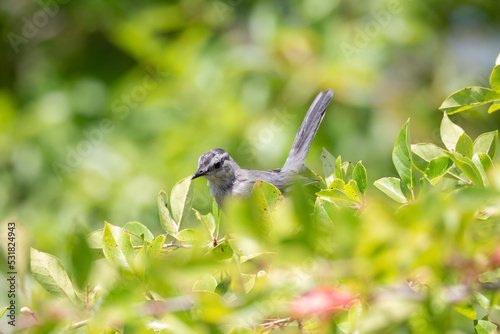 Cat bird