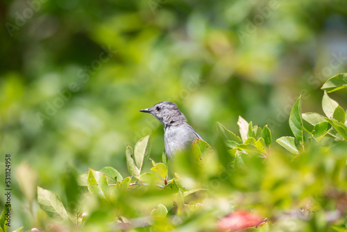 Cat bird