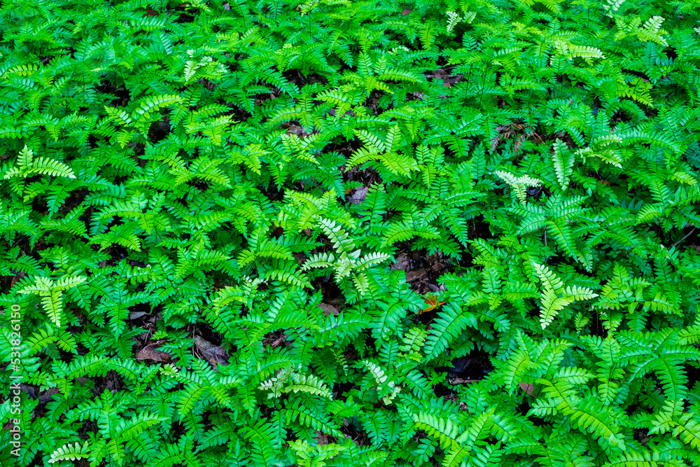 A common botanical gardens,Green leaf. A common botanical gardens,Green leaf.