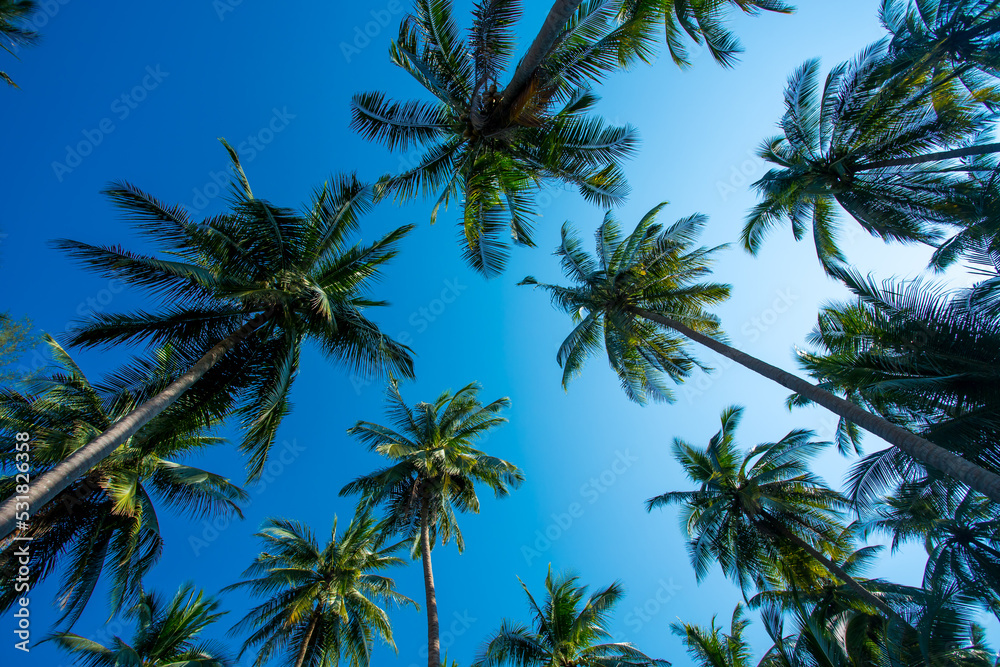 Obraz premium Coconut palm trees as natural ,background,