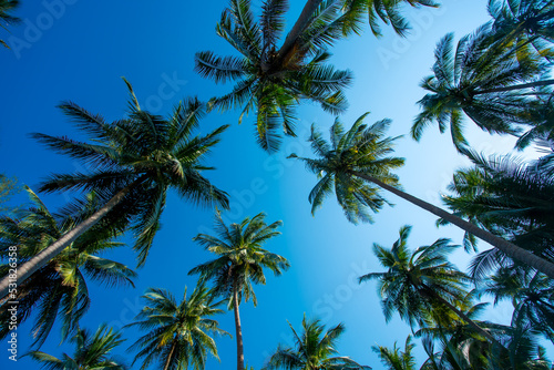 Coconut palm trees as natural  background 