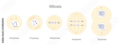 The process or stages of cell division (Mitosis) : Interphase, Prophase, Metaphase, Anaphase and Telophase photo