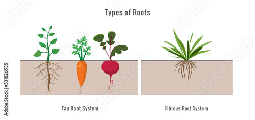Φωτογραφία Different types of root systems in plants vector illustration