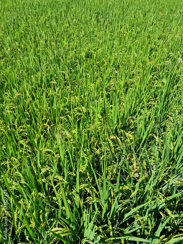 close up summer Green rice field.