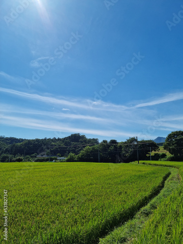summer Green rice field landscape.