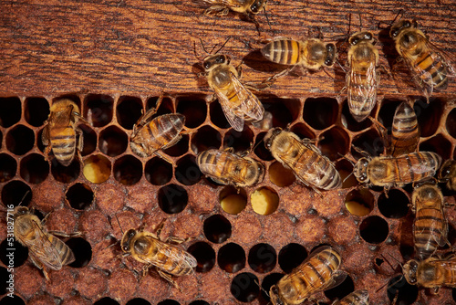 plano detalle de dos abejas dentro de su colmena con polen 