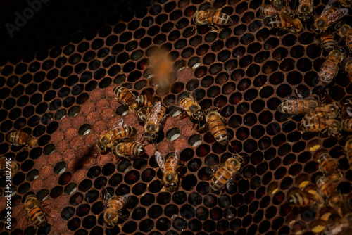 abeja africana(apis mielifera) en colmena photo