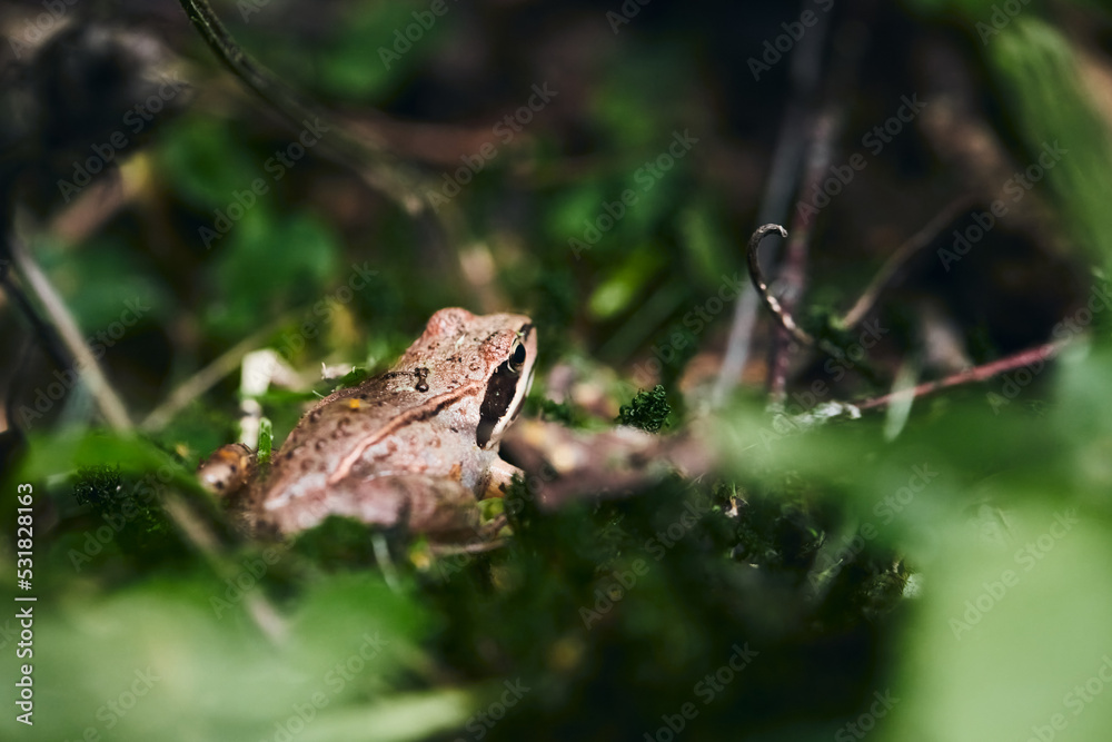 Rana arvalis in a wild forest near Moscow. Front view. Rana arvalis in a wild forest near Moscow. Front view.