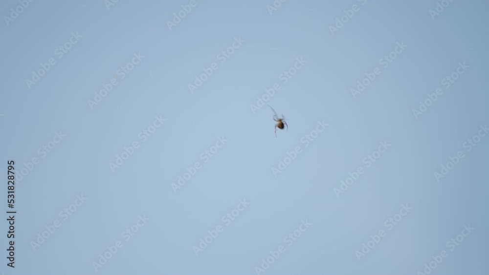 Small Spider Crawling In White Background. Close up Small Spider Crawling In White Background. Close up