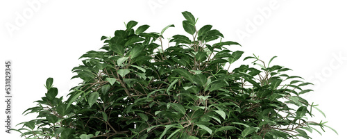 Obraz na plátně Grass tree on a transparent background