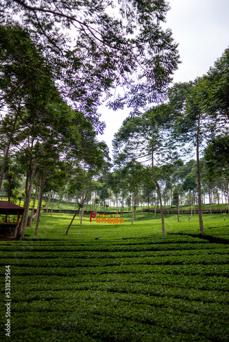 Tea Gardens or Kebun teh at Wonosobo Central Java Indonesia