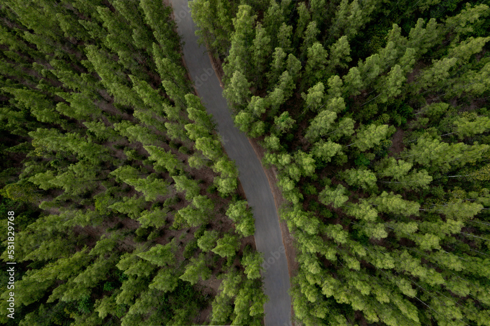 aerial view green forest landscape  aerial natural scenery of pine trees and contrasting road path country path through pine trees adventure travel concept. 
