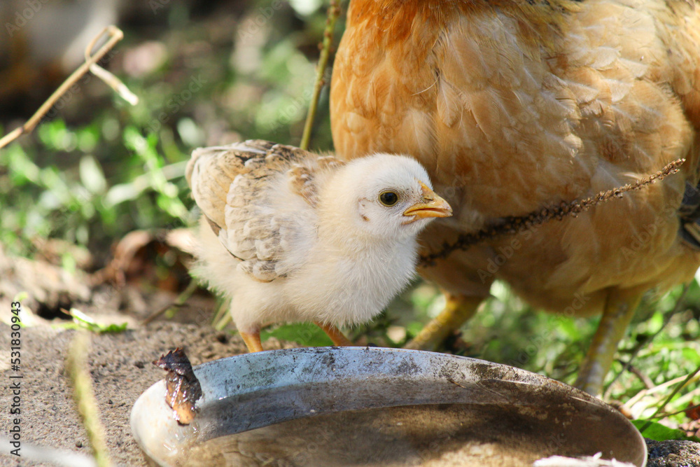 Naklejka premium Chicken on the farm 